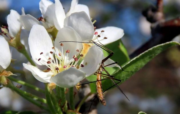 un tipule sur mes fleurs