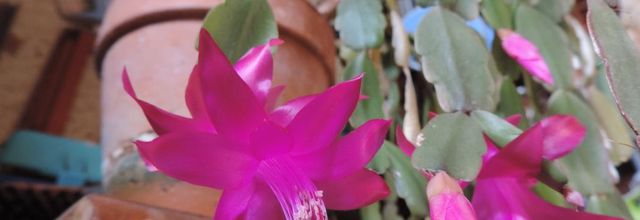 mes fleurs début Février 2014