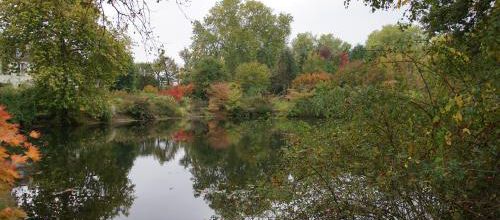 Un domaine pour un hellébore