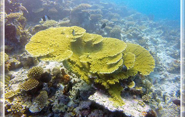 Corail tabulaire acropore - Moofushi - Atoll d'Ari - Maldives