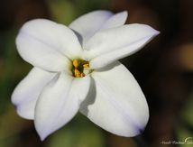 Ipheion uniflorum, Brodiaea uniflora