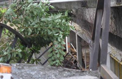 Soirée mouvementée au jardin des Chartrons (2/2)...