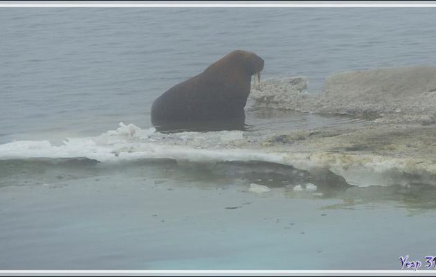 Plus loin, dans la brume, d'autres Morses, Walrus (Odobenus rosmarus) - Mer des Tchouktches - Alaska