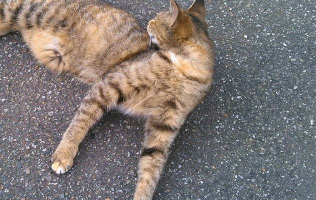 un minou en gif