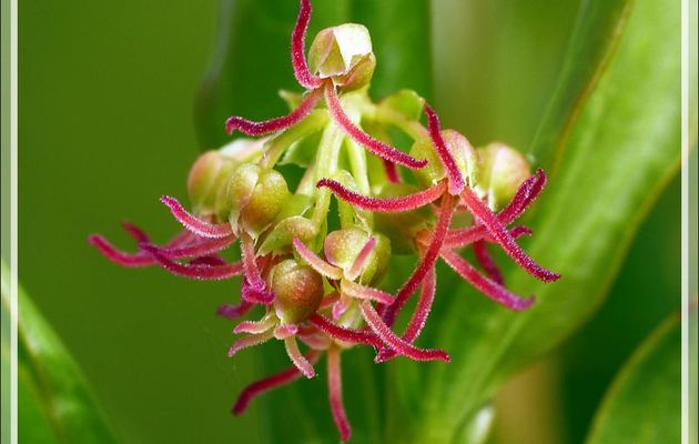 Corroyère à feuilles de myrte, Redoul, en espagnol "emborrachacabras" : enivre-chèvre (Coriaria myrtifolia) - Boulogne-sur-Gesse - 31