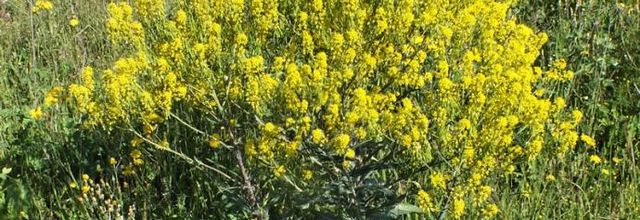 Isatis tinctoria  -  pastel des teinturiers