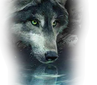 des loups 