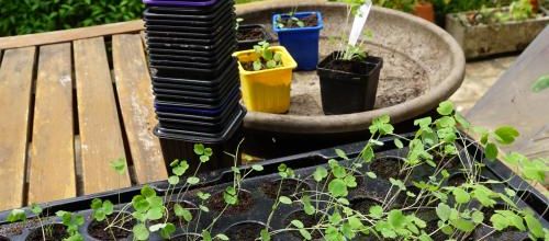 Mes semis d'ancolies