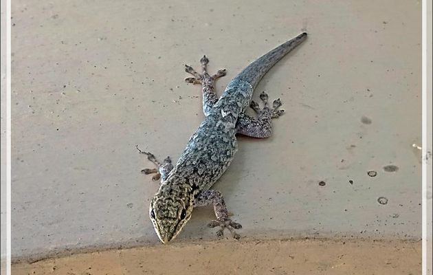 Gecko indéterminé (corps bleu clair) - Victoria Falls - Zimbabwe