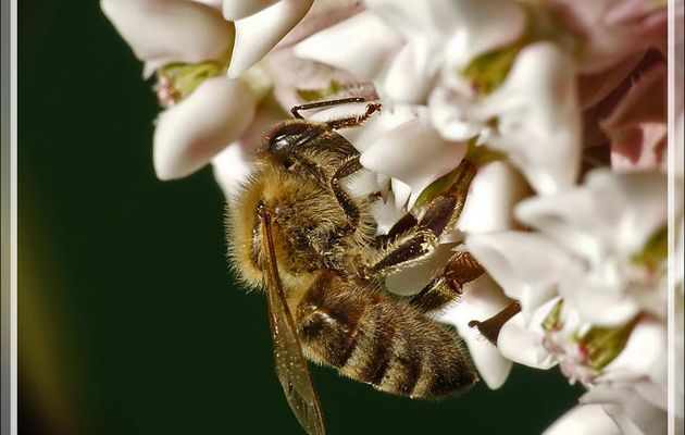 Butineuse : Abeille européenne, Avette ou Mouche à miel (Apis mellifera) - Lartigau - Milhas - 31