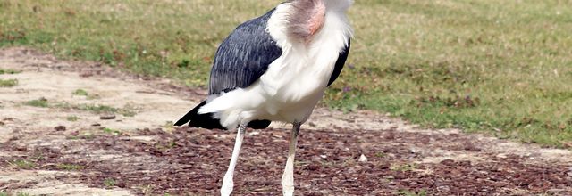 Le Top 10 des animaux les plus effrayants