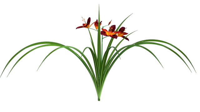 Tube de fleurs (lys) (poser-image)