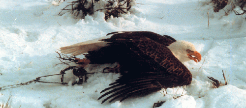 L'oiseau sauvage (Louisa Paulin)