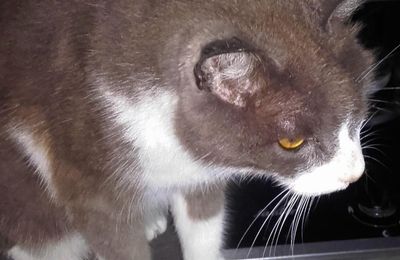   Pour les amoureux des chats ( récit)