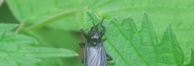 Bibio marci,  la mouche de la Saint Marc 