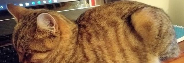 Dimanche c'est chat