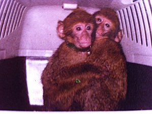 Bébés singes