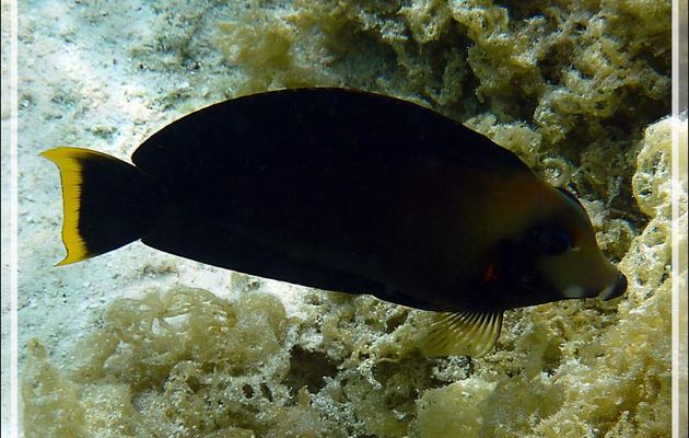 Poisson chirurgien chocolat, Chocolate surgeonfish (Acanthurus pyroferus) - Jardin de Corail - Motu Tautau - Taha'a - Polynésie française