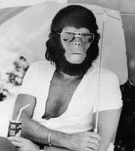 Un singe dans la voiture !