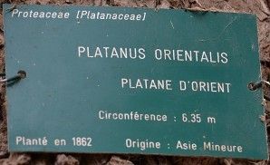 Parc des Buttes Chaumont : Le platane d'Orient