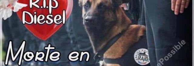 Portrait de Diesel, chien d’assaut du RAID, mort en opération