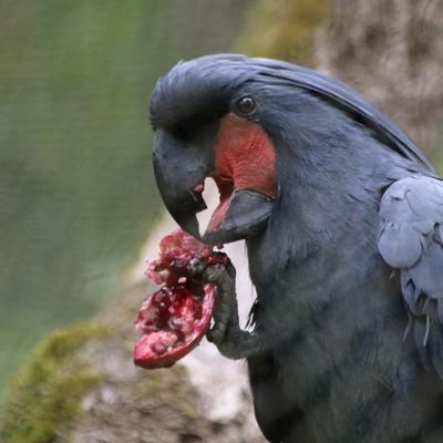 ZOOPARC DE BEAUVAL (3)