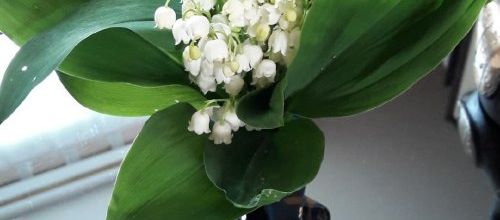 Un an de plus avec du muguet...