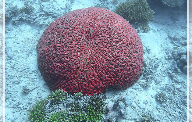 Corail-cerveau dédale (Platygyra daedalea) - Plongée à l'île Bijoutier - Seychelles