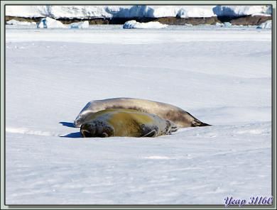 Phoque crabier (Lobodon carcinophaga) - Wilhelmina Bay - Péninsule Antarctique