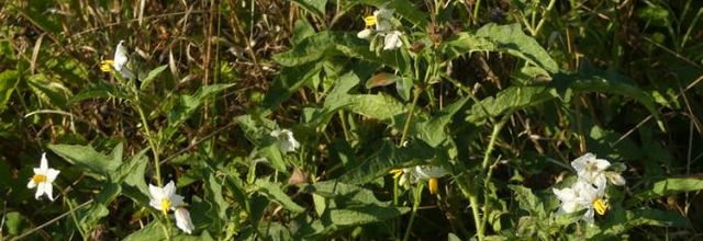 Solanum carolinense  -  morelle de Caroline
