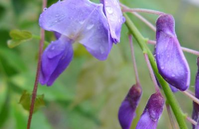 Cette incroyable glycine...