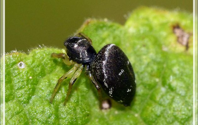 Araignée saltique cuivrée (Heliophanus cupreus) - Lartigau - Milhas - 31