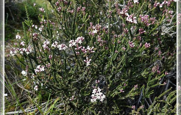 Buisson noir, Black bush, Mata negra (Mulguraea tridens ou Junellia tridens) - Torres del Paine - Patagonie - Chili