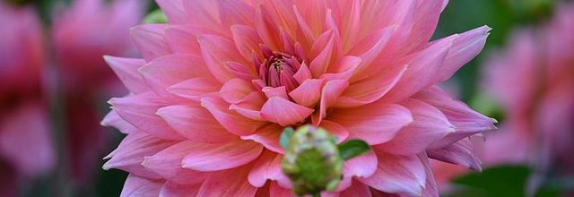 Dahlias au Parc Floral (suite)