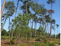 Pins des Landes 