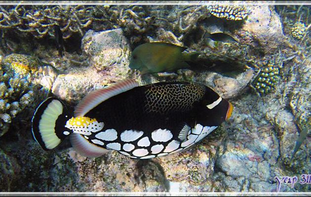 Baliste-clown, Clown triggerfish (Balistoides conspicillum) - Thudufushi - Atoll d'Ari - Maldives