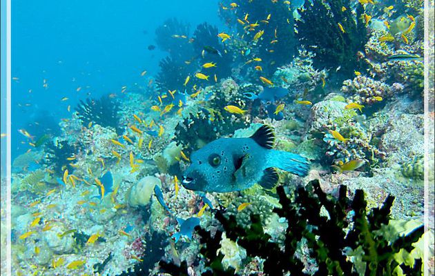 Aquarium - Moofushi - Atoll d'Ari - Maldives