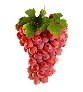    Le  vin  des  vendanges