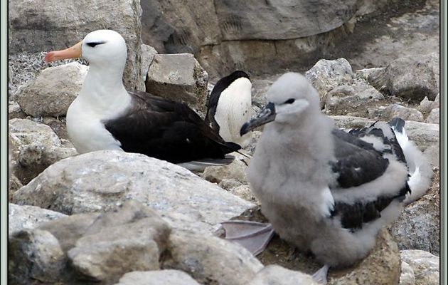 Albatros à sourcils noirs (Thalassarche melanophris) : adulte aux yeux fardés - New Island - Falkland Islands, Iles Malouines, Islas Malvinas