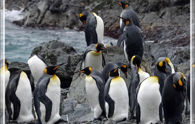 Dernières images des bestioles avant d'embarquer sur le Zodiac - Whistle Cove - Fortuna Bay - Géorgie du Sud