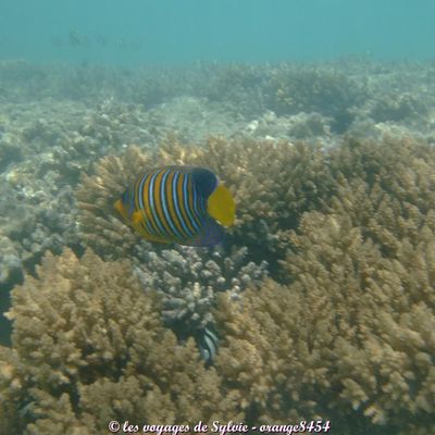 Egypte Makady bay 