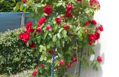 Le jardin , pour l'amour d'une rose
