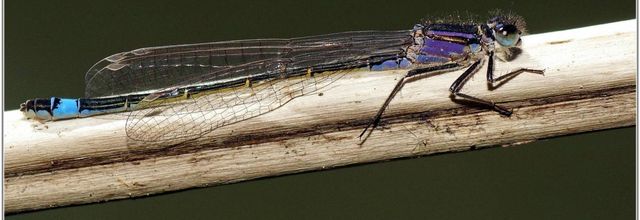 Agrion élégant (7) - Ischnura elegans / Juvénile femelle