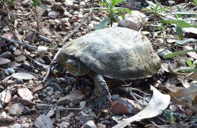 Le jardin de la Tortue