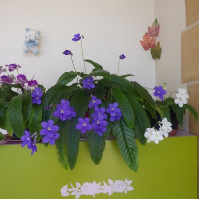 toujours pour toi chere flo qui bien sur est toujours si vivante en moi pour toujours 