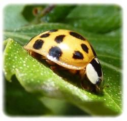  Harmonia axyridris, la coccinelle asiatique