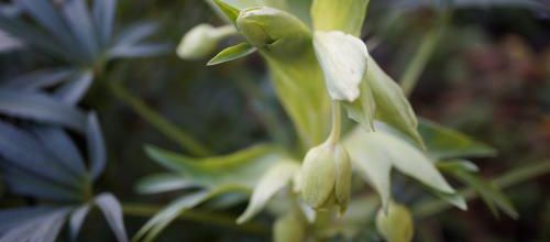 Un instant au jardin : l'hellébore fétide