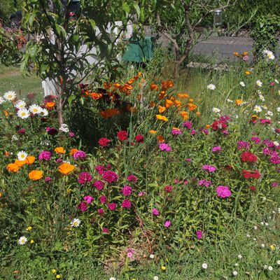 "Puisque mai tout en fleurs..."