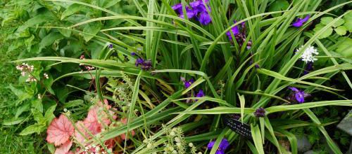 Un instant au jardin : Tradescantia