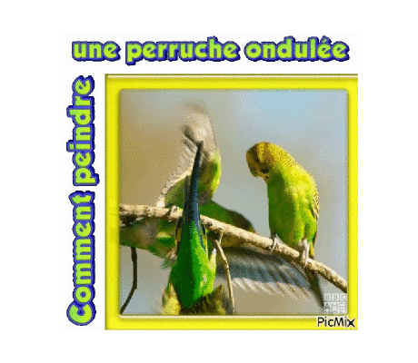 Dessin et peinture - vidéo 4529 : Comment dessiner puis peindre une Perruche ondulée 1/2 ? - encre et aquarelle.